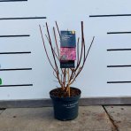 Hortenzia metlinatá (Hydrangea paniculata)  ´LIVING PINKY PROMISE´ - výška 30-40 cm, kont. C3L